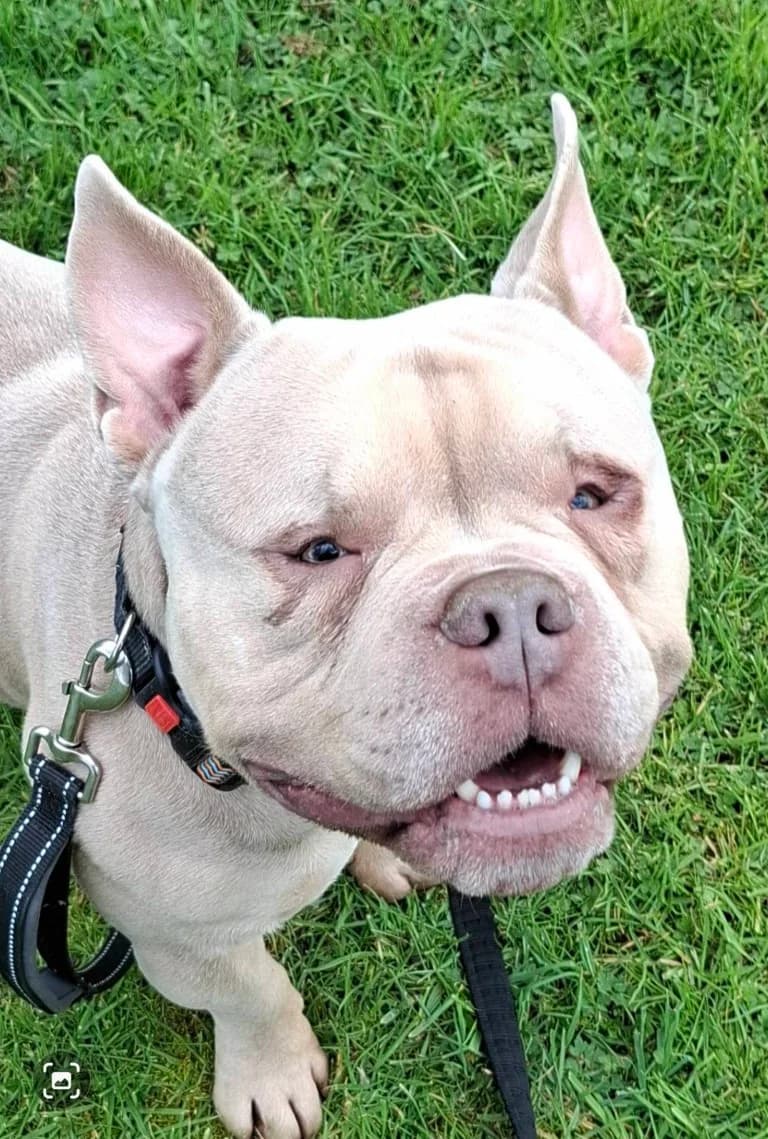 Major, male English Bulldog for adoption at Keith