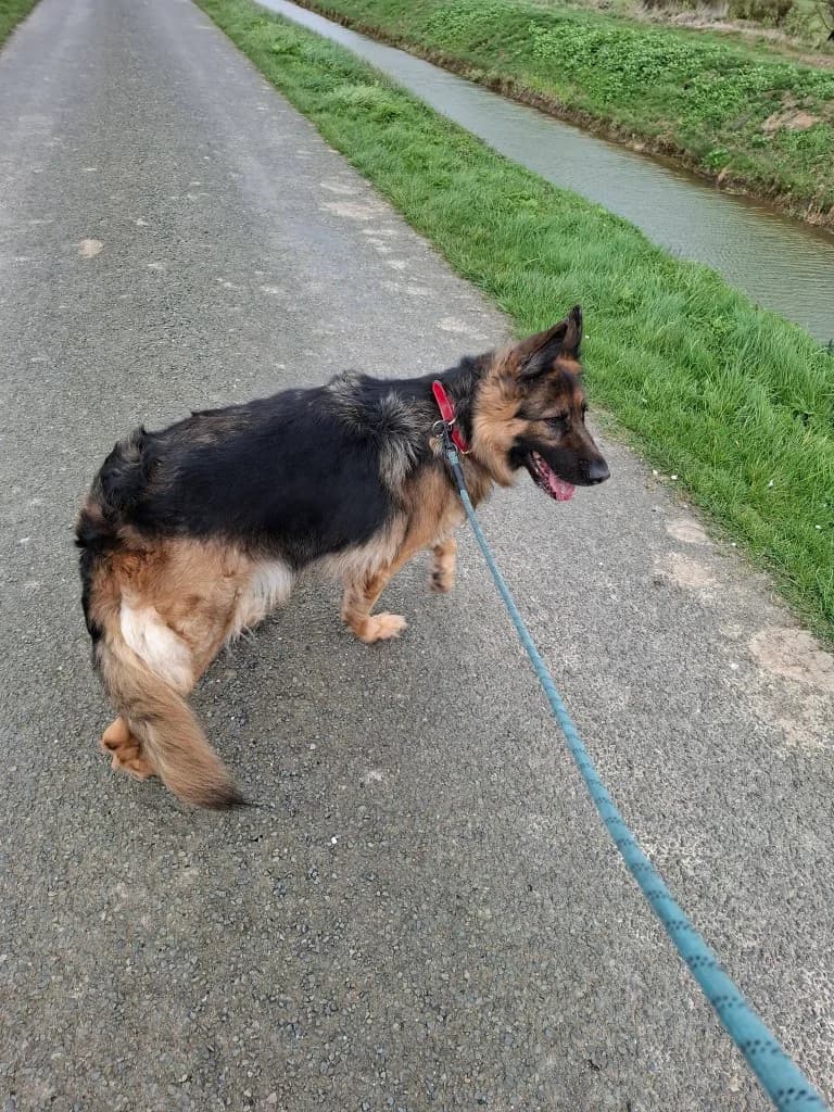 Luna, female 7yo German Shepherd for adoption at Keith