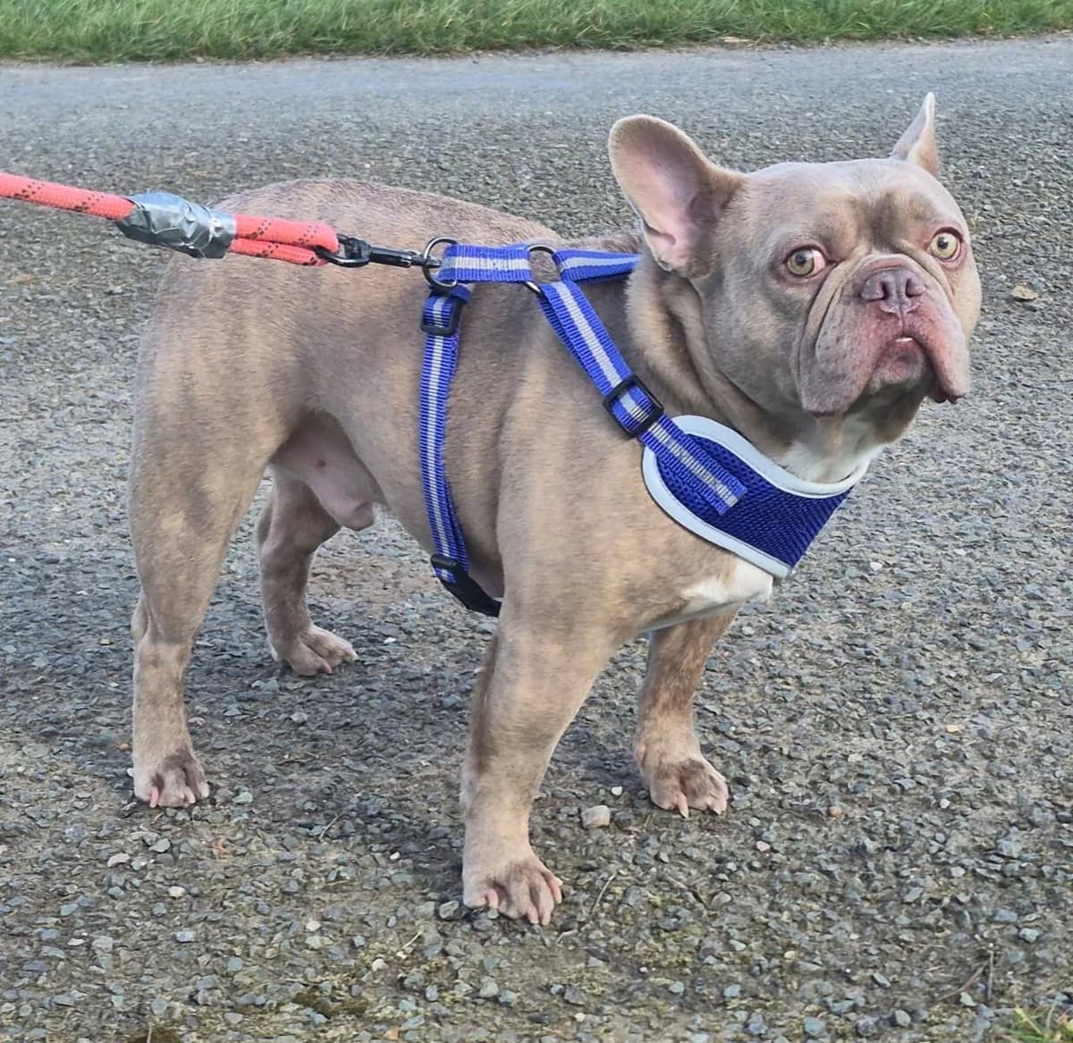 Luther, male 4yo English Bulldog for adoption at Keith