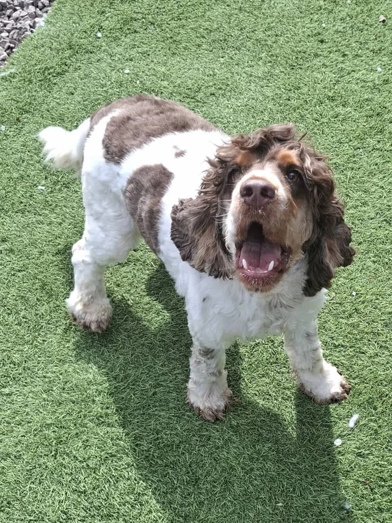 Barnaby, male 3yo mixed breed for adoption at Keith