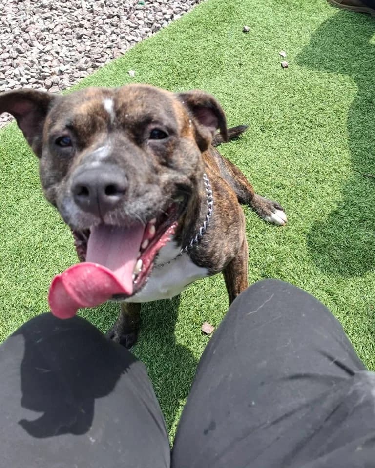 Muppet, male 6yo Staffordshire Bull Terrier for adoption at Keith