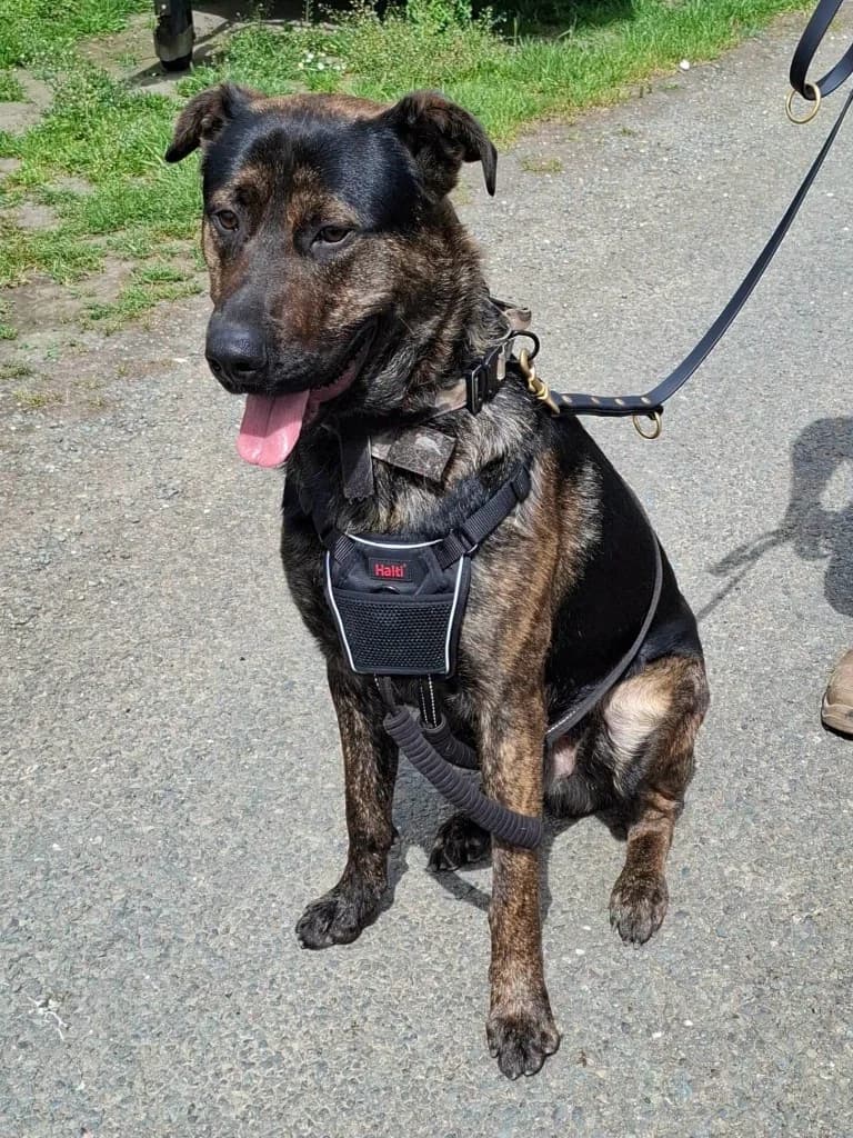 Stitch, male young German Shepherd for adoption at Keith