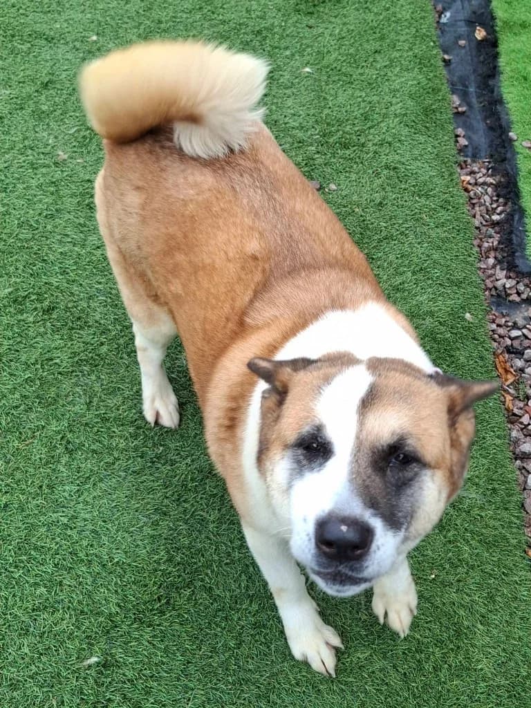 Nia, female 5yo Akita for adoption at Keith