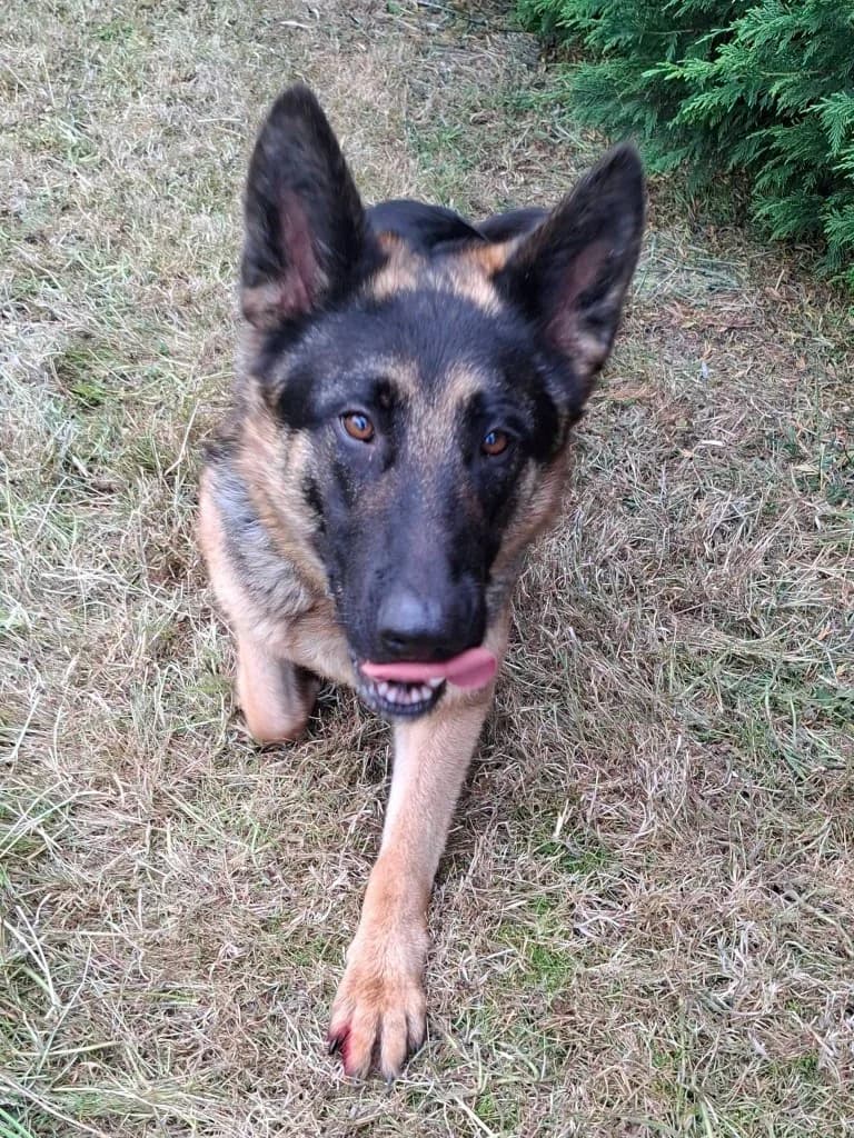 Luna, female young German Shepherd for adoption at Keith