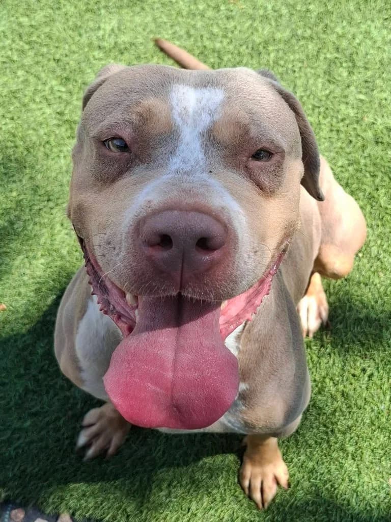 Stormy, female 3yo Staffordshire Bull Terrier for adoption at Keith