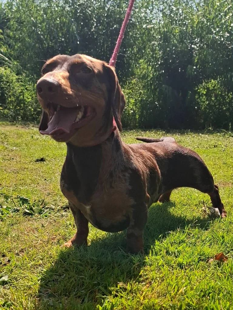 MJ, male young Dachshund for adoption at Keith
