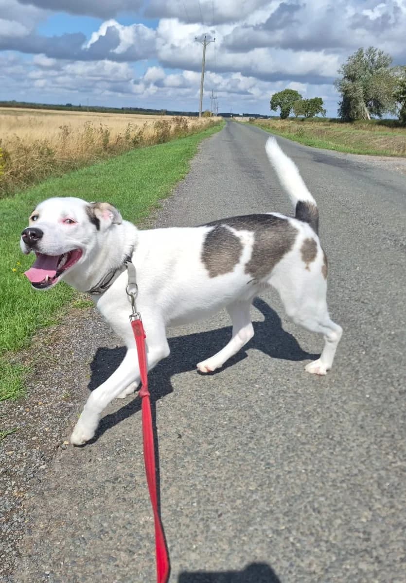 Toffee, male puppy Husky for adoption at Keith