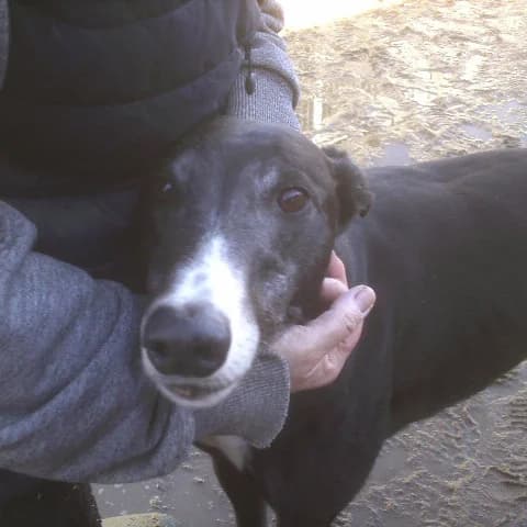 Larry, male young Greyhound for adoption at Kerry Greyhound Connection UK