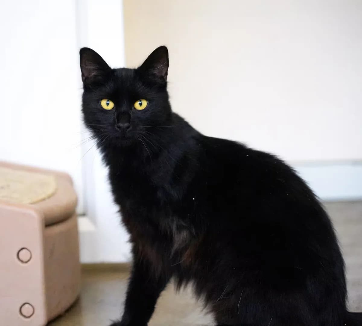Bella, female young Mixed Breed for adoption at Kit Wilson Trust for Animal Welfare