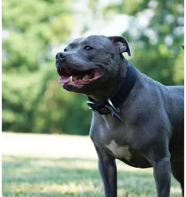 Blue, female 6yo Staffordshire Bull Terrier for adoption at Kit Wilson Trust for Animal Welfare