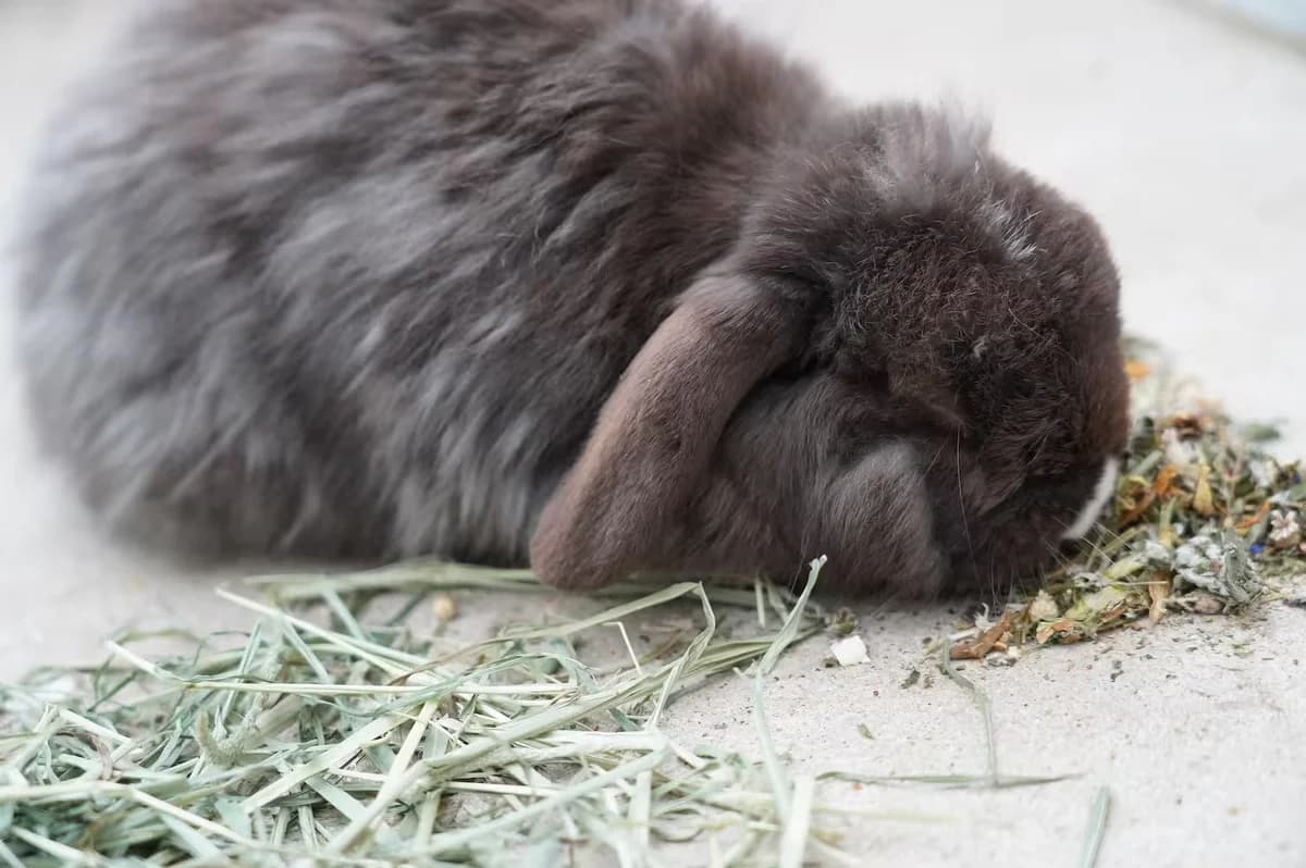 Buttons, male Mixed Breed for adoption at Kit Wilson Trust for Animal Welfare
