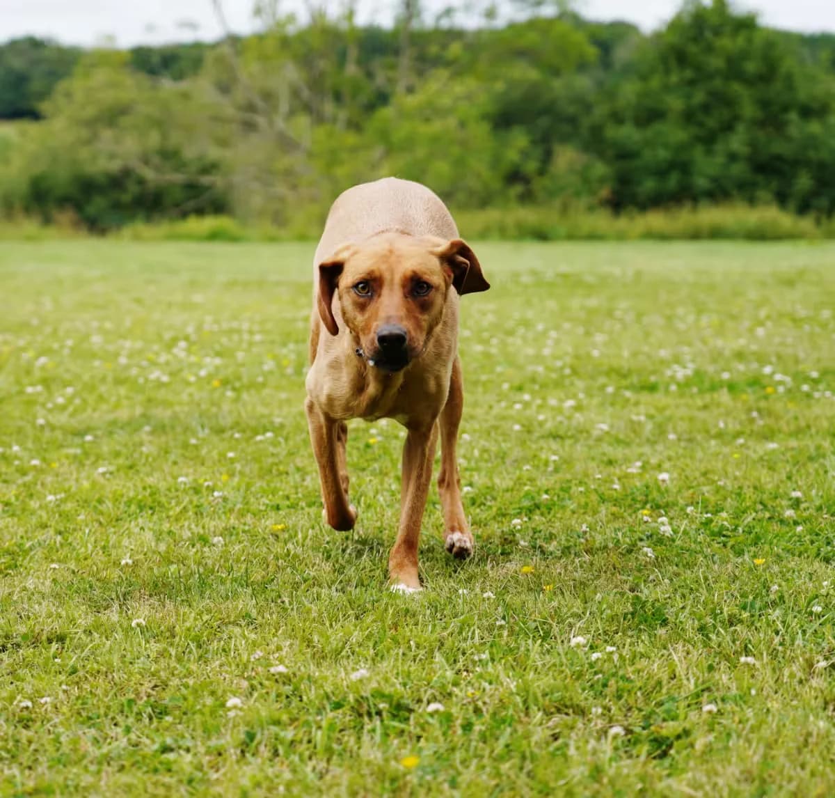Callie, female young Mixed Breed for adoption at Kit Wilson Trust for Animal Welfare