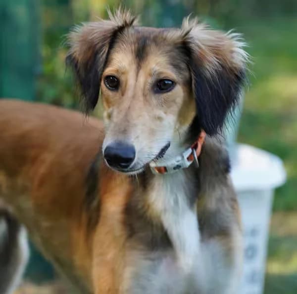 Chip, male puppy Lurcher for adoption at Kit Wilson Trust for Animal Welfare