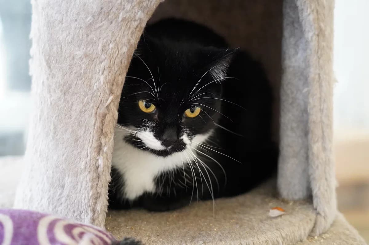 Clara, female young Mixed Breed for adoption at Kit Wilson Trust for Animal Welfare