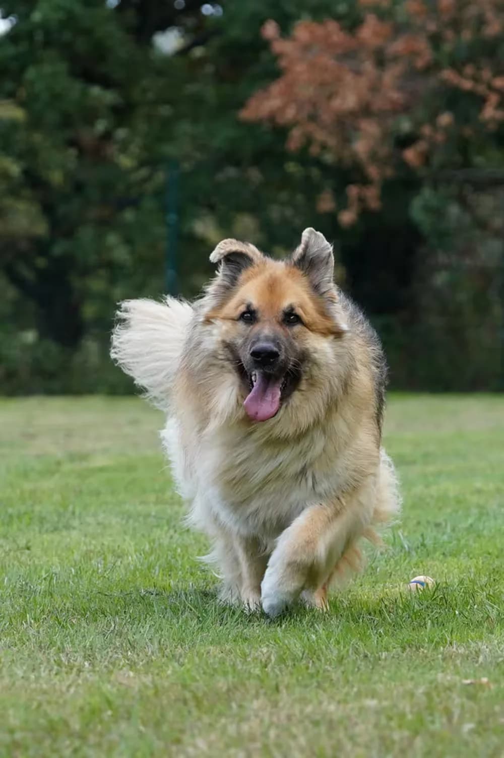 Dutch, male senior German Shepherd for adoption at Kit Wilson Trust for Animal Welfare