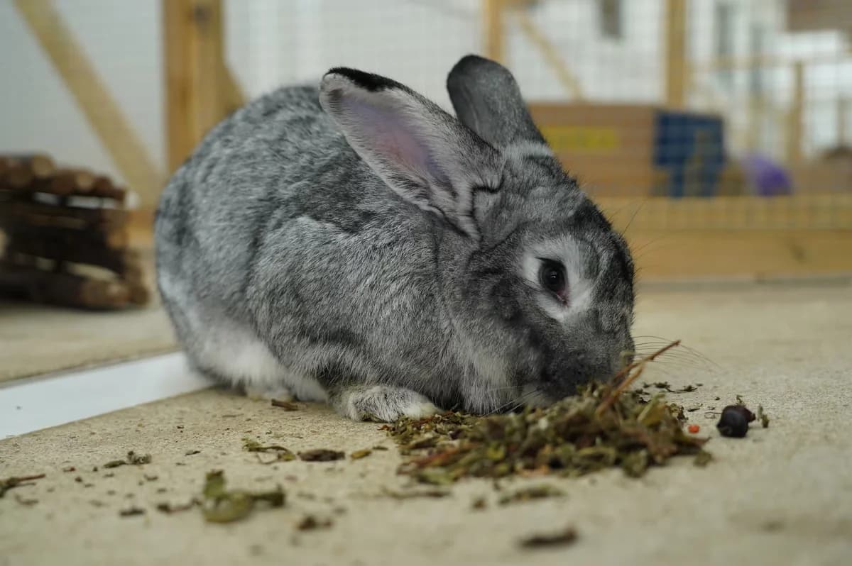 Eddie, male Mixed Breed for adoption at Kit Wilson Trust for Animal Welfare