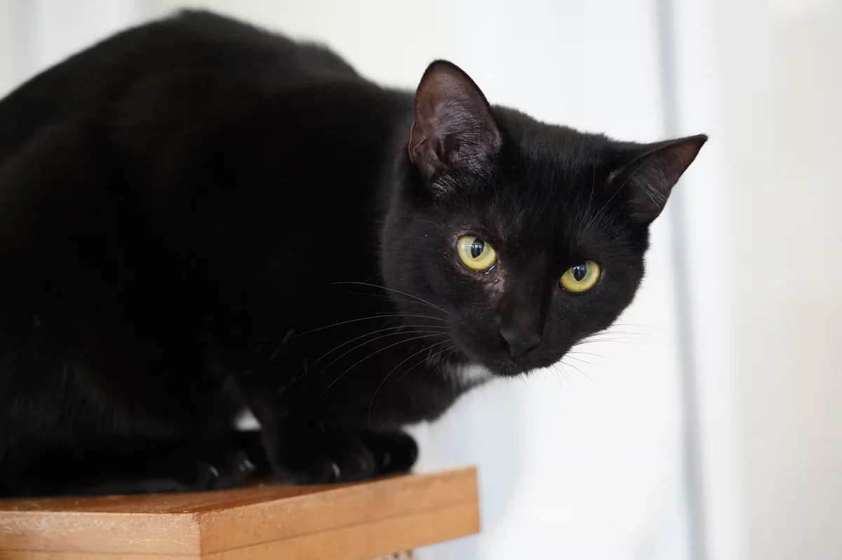 Elfie, female Mixed Breed for adoption at Kit Wilson Trust for Animal Welfare