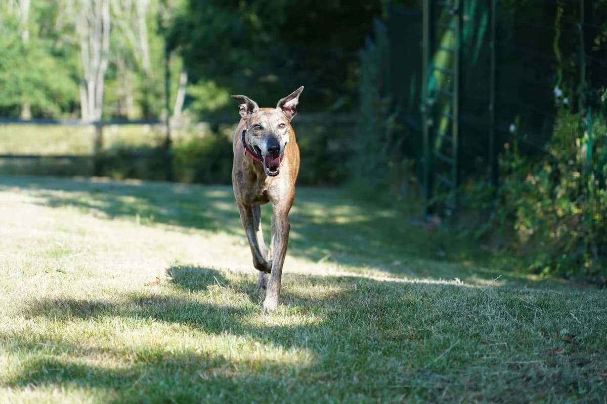 Flick, female 7yo Lurcher for adoption at Kit Wilson Trust for Animal Welfare