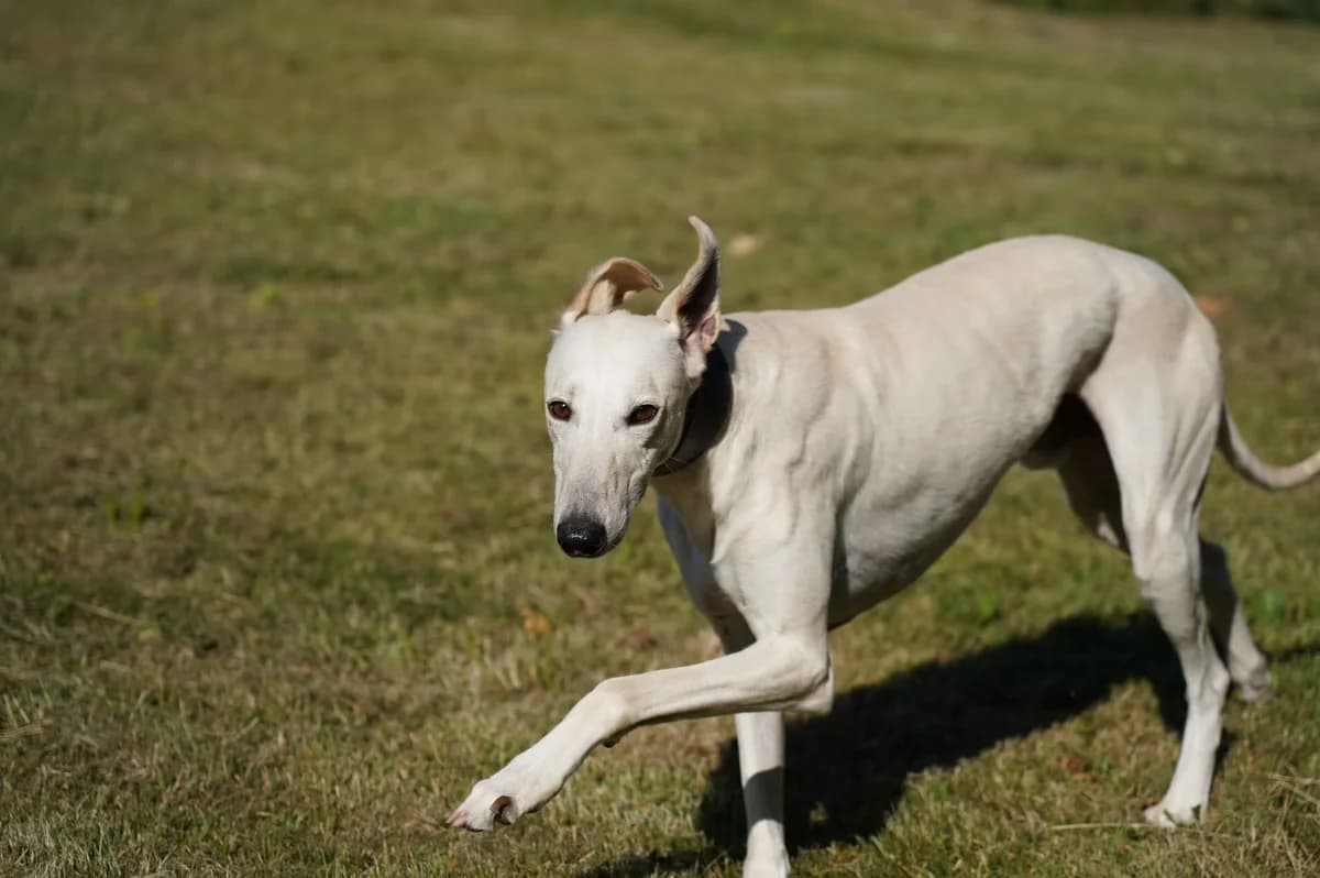 Flynn, male 6yo Lurcher for adoption at Kit Wilson Trust for Animal Welfare