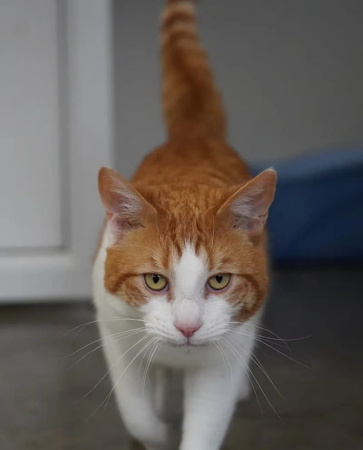 Geoff, male young Mixed Breed for adoption at Kit Wilson Trust for Animal Welfare
