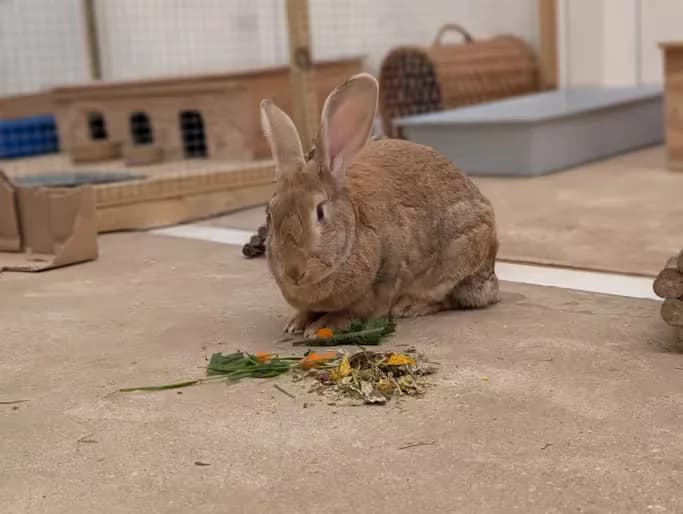 Honey, female Mixed Breed for adoption at Kit Wilson Trust for Animal Welfare