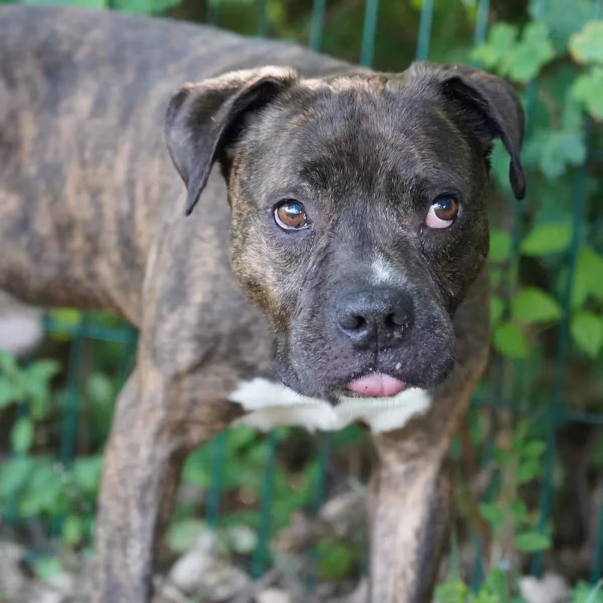 Jed, male senior Staffordshire Bull Terrier for adoption at Kit Wilson Trust for Animal Welfare