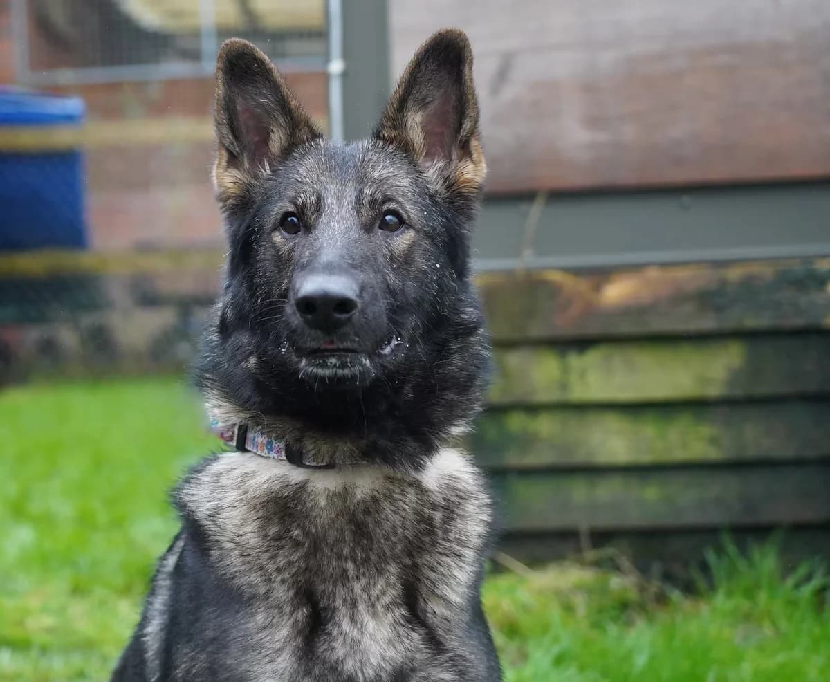 Kita, female Mixed Breed for adoption at Kit Wilson Trust for Animal Welfare