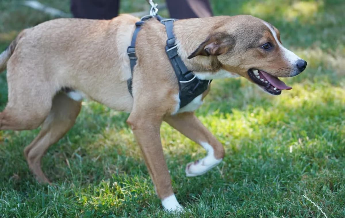 Leo, male puppy mixed breed for adoption at Kit Wilson Trust for Animal Welfare
