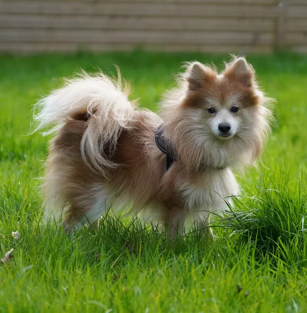 Loki, male Mixed Breed for adoption at Kit Wilson Trust for Animal Welfare