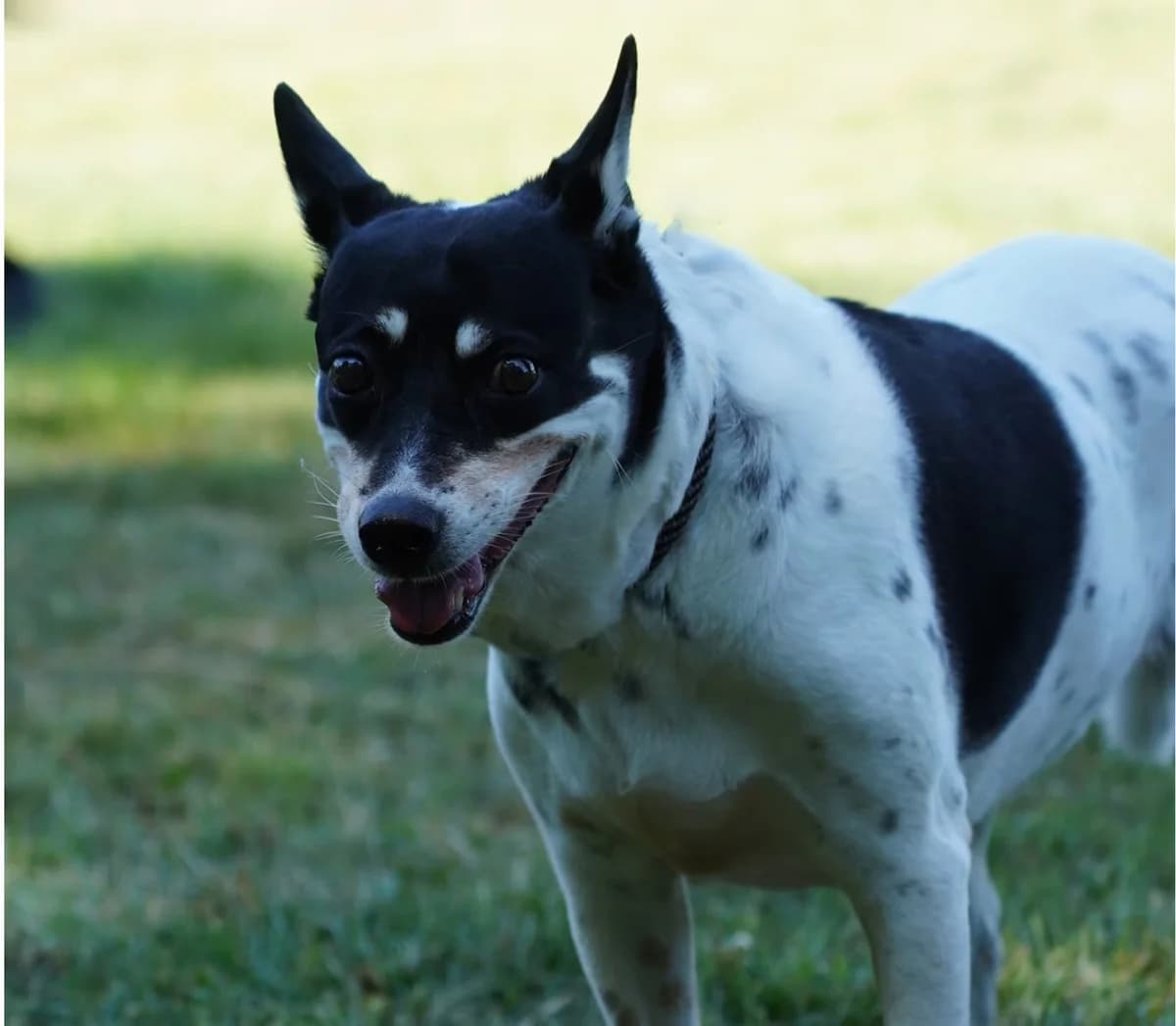 Lola, female senior mixed breed for adoption at Kit Wilson Trust for Animal Welfare