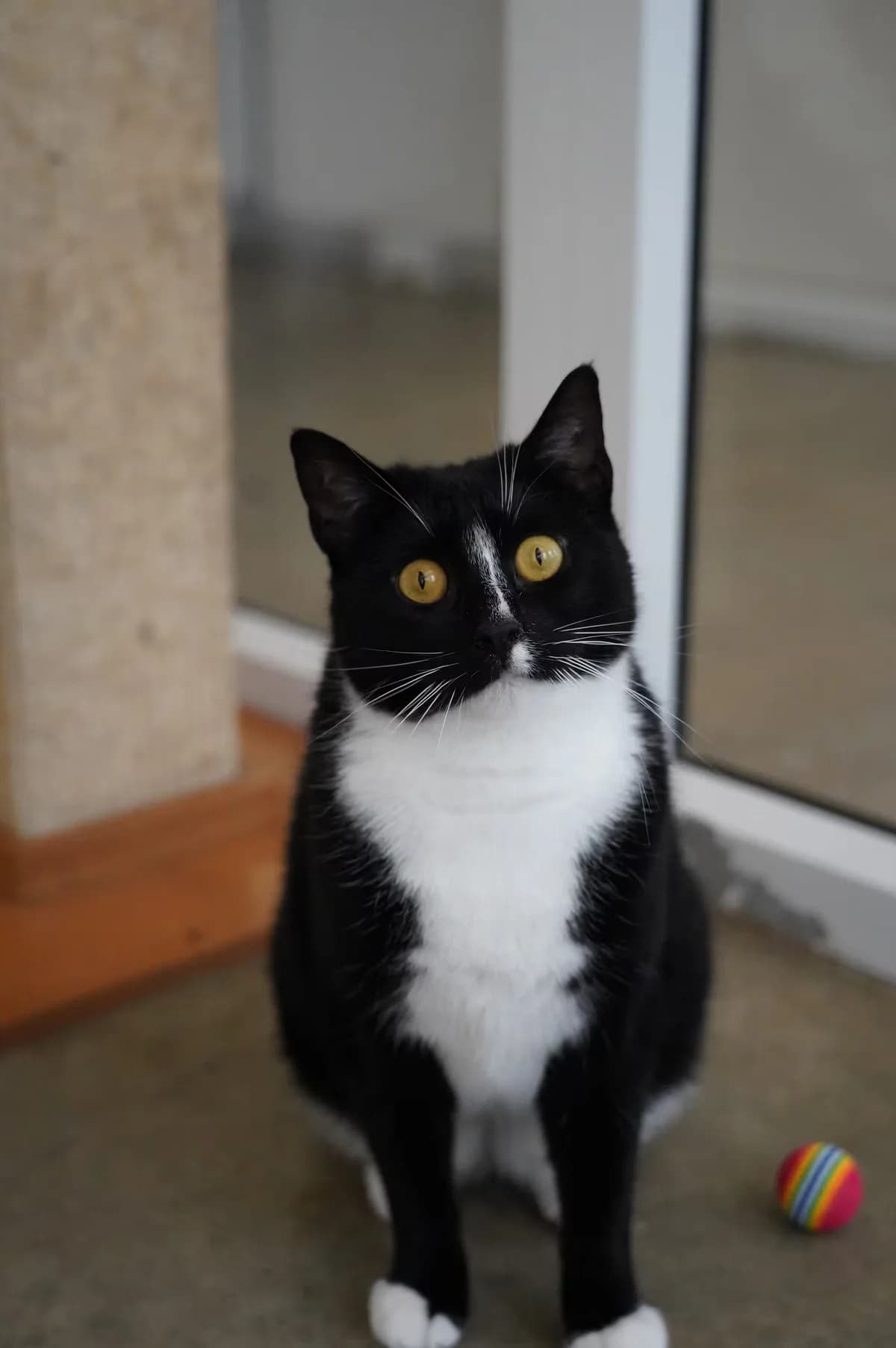 Maggie, female Mixed Breed for adoption at Kit Wilson Trust for Animal Welfare