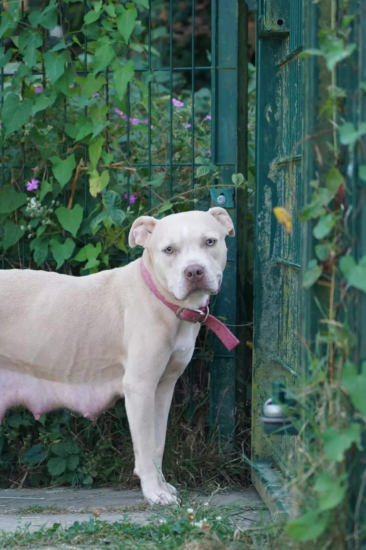 Meeka, female young Staffordshire Bull Terrier for adoption at Kit Wilson Trust for Animal Welfare