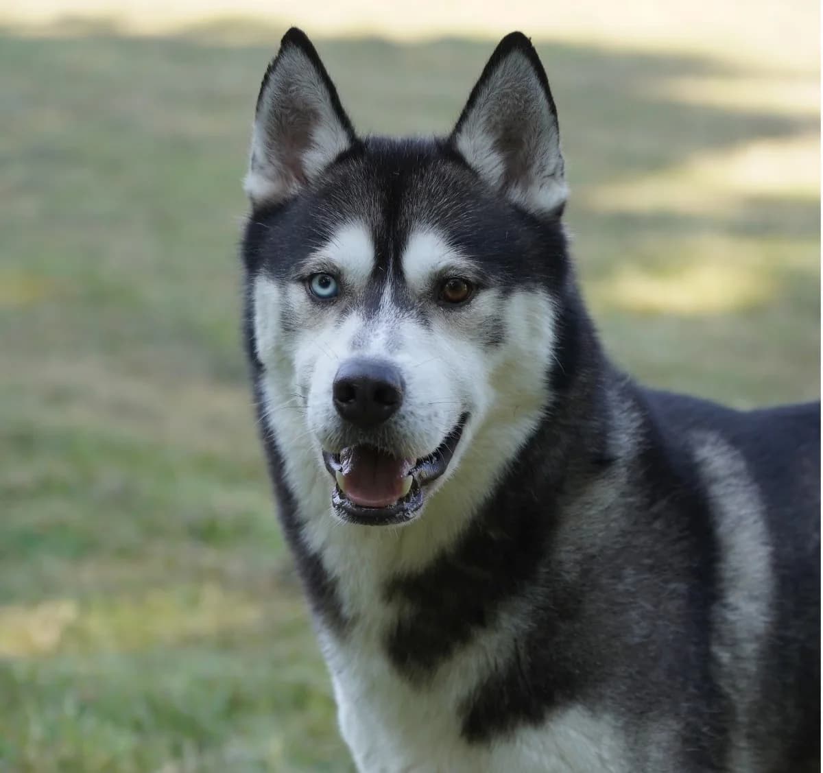 Milo, male 4yo Husky for adoption at Kit Wilson Trust for Animal Welfare