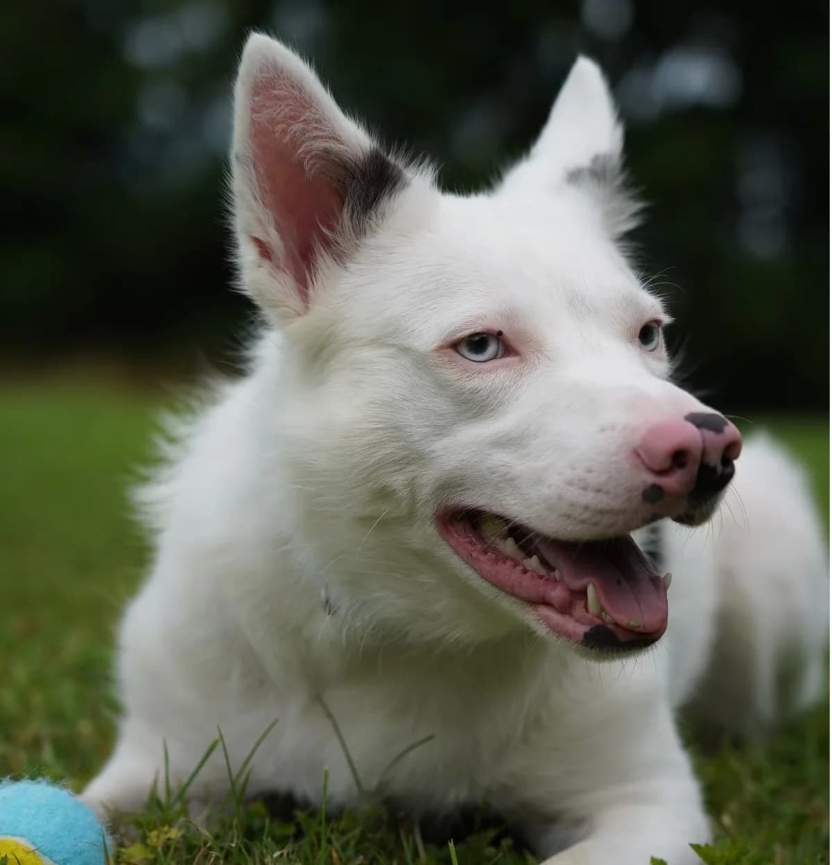 Mist, female 3yo Mixed Breed for adoption at Kit Wilson Trust for Animal Welfare