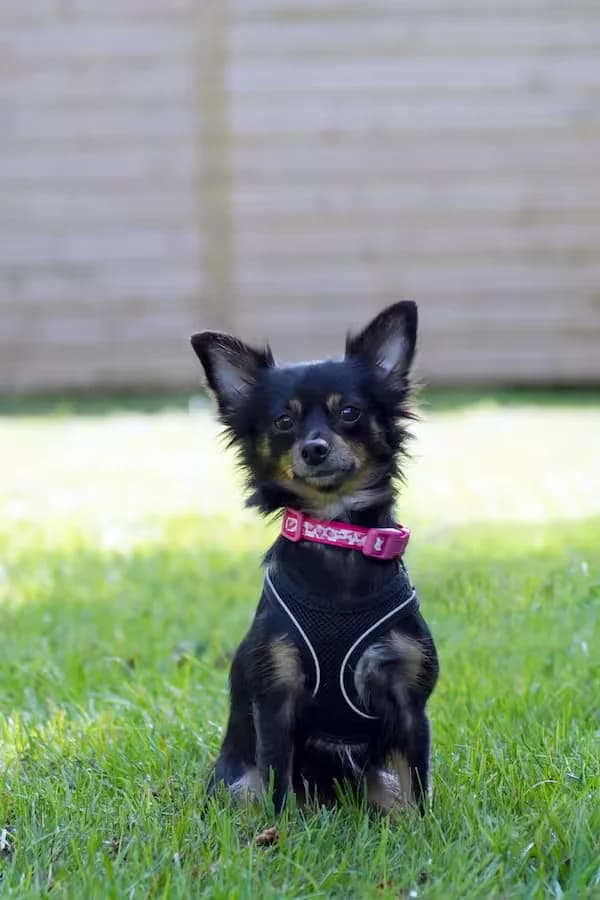 Mitzi, female young Chihuahua for adoption at Kit Wilson Trust for Animal Welfare