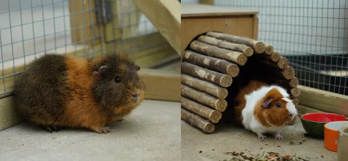 Elmo & Oscar, male Mixed Breed for adoption at Kit Wilson Trust for Animal Welfare