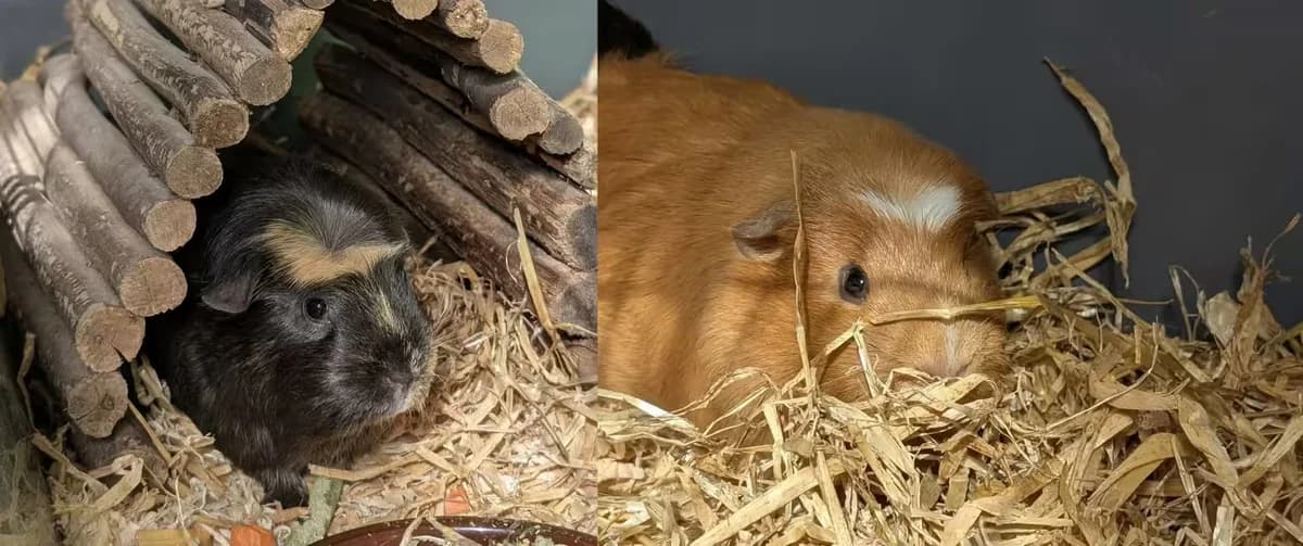 Sid & Mickey, male young Mixed Breed for adoption at Kit Wilson Trust for Animal Welfare