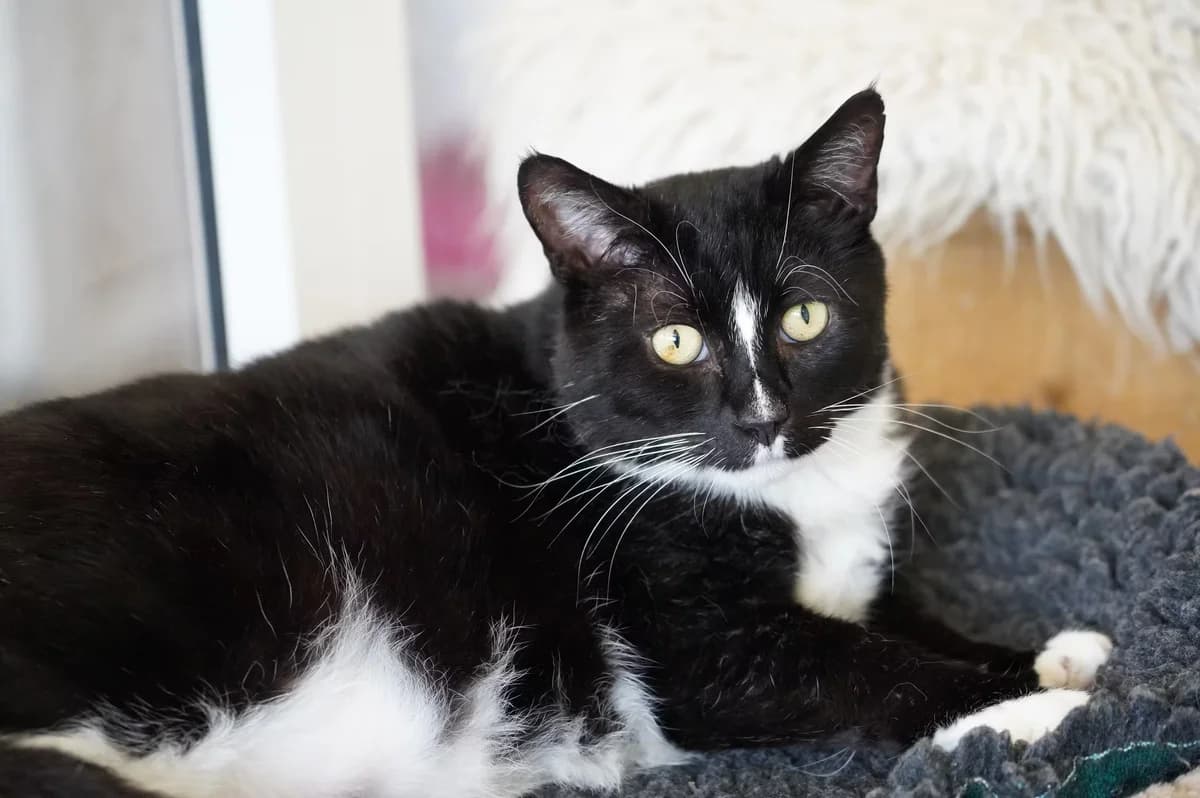 Sylvester, male 6yo Mixed Breed for adoption at Kit Wilson Trust for Animal Welfare