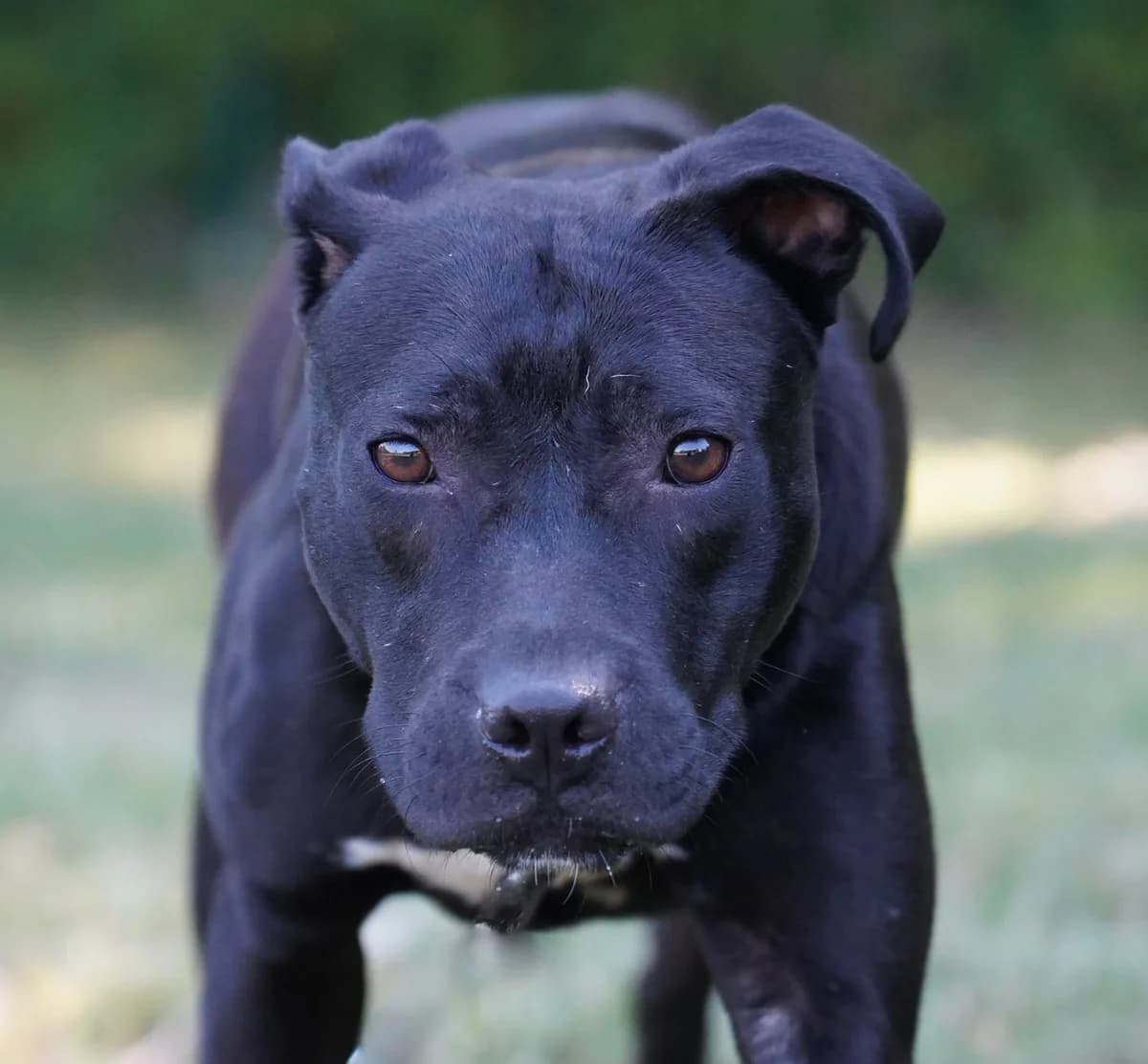 Teela, female young Staffordshire Bull Terrier for adoption at Kit Wilson Trust for Animal Welfare