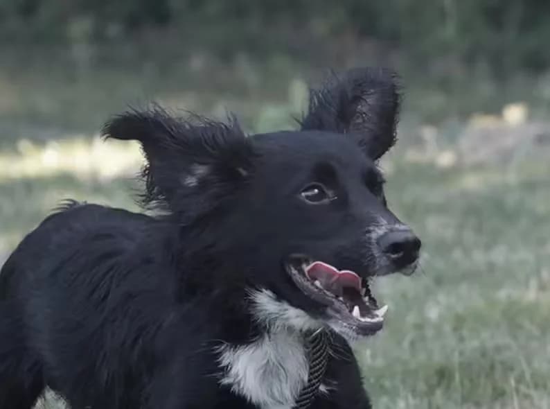 Toby, male puppy mixed breed for adoption at Kit Wilson Trust for Animal Welfare