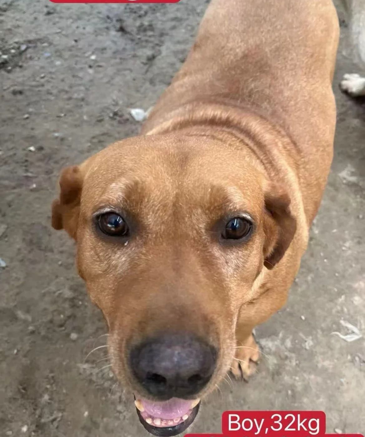 Chip, 4yo Mixed Breed for adoption at Labrador Retriever Rescue Southern England