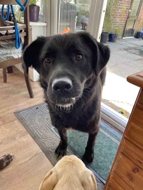 Chip, 4yo Mixed Breed for adoption at Labrador Retriever Rescue Southern England