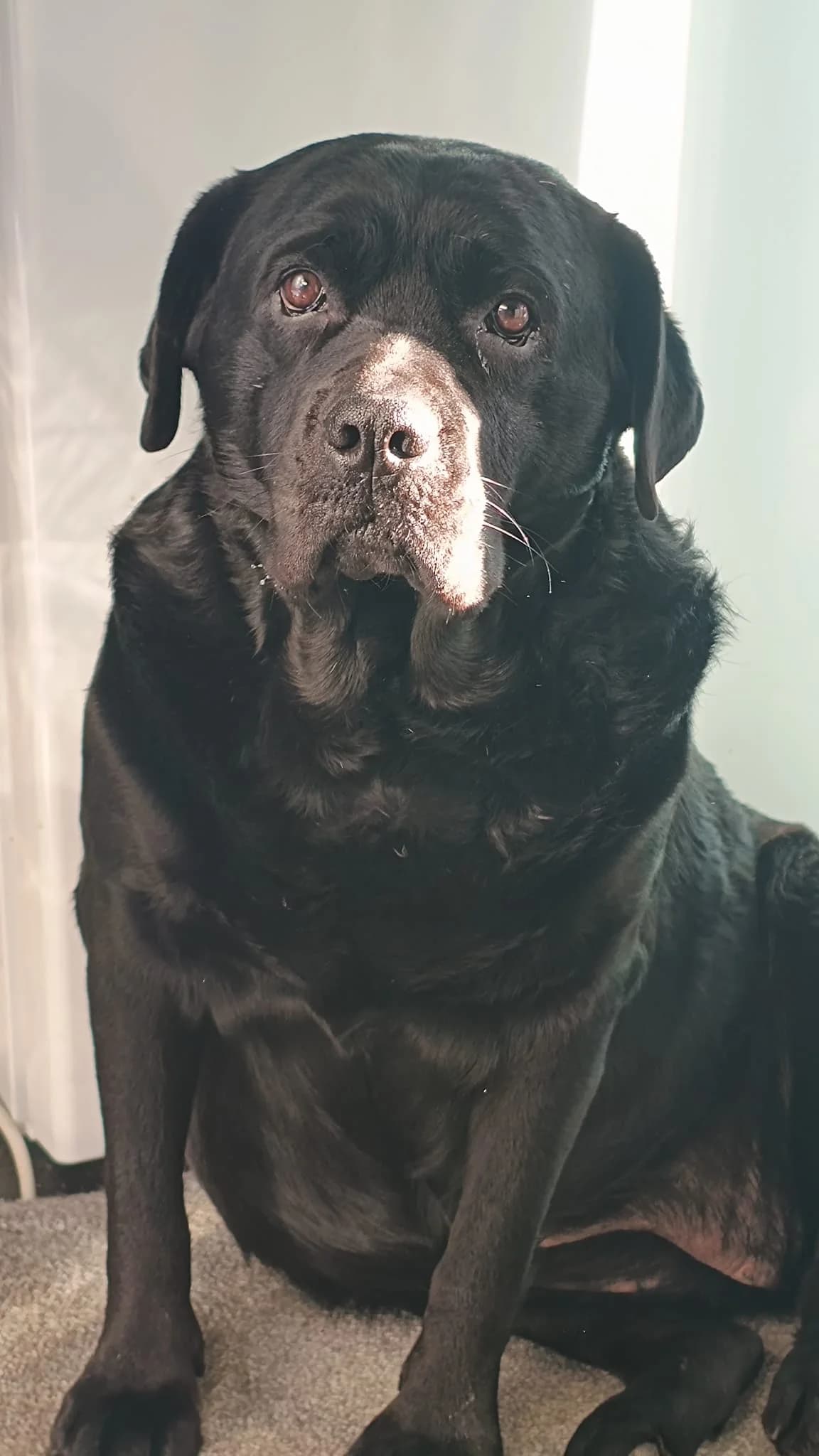 Chip,  4yo Mixed Breed for adoption at Labrador Retriever Rescue Southern England