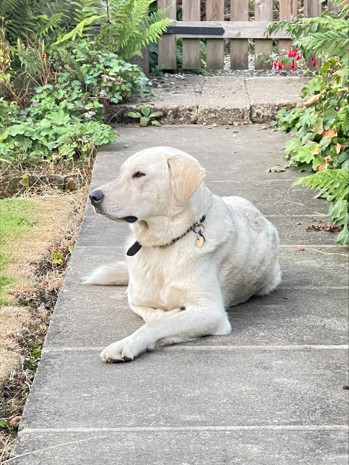 Ralph - Reserved,  4yo Mixed Breed for adoption at Labrador Retriever Rescue Southern England