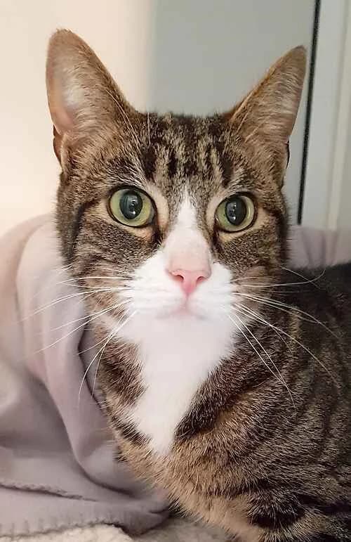 Chloe, Mixed Breed Cat (Last Chance Animal Rescue)