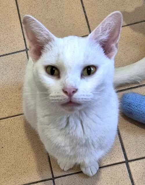 Kitty, male puppy Mixed Breed Cat for adoption at Last Chance Animal Rescue, Edenbridge