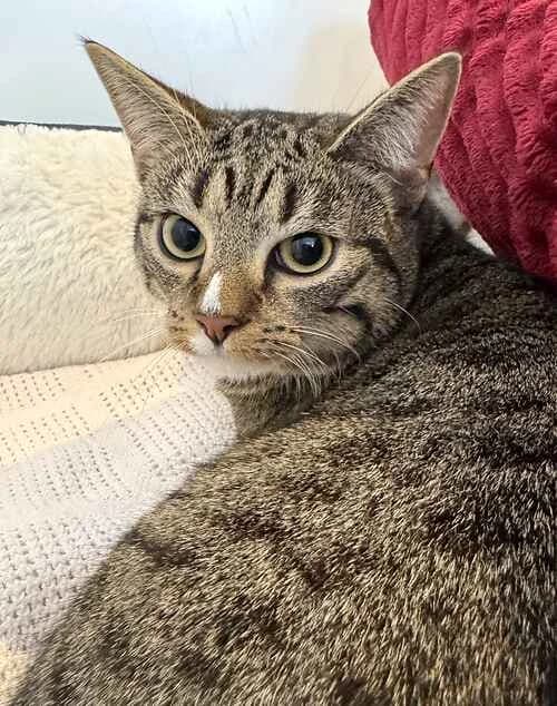 Kitty, male puppy Mixed Breed Cat for adoption at Last Chance Animal Rescue, Edenbridge