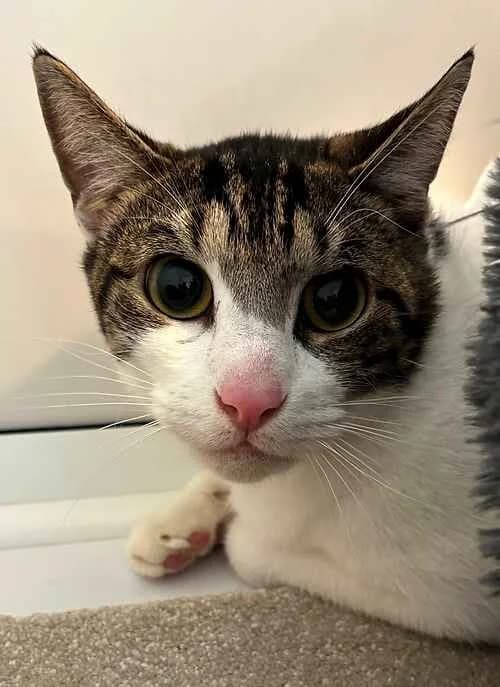 Kitty, male puppy Mixed Breed Cat for adoption at Last Chance Animal Rescue, Edenbridge
