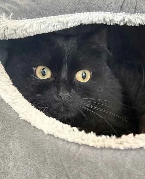Kitty, male puppy Mixed Breed Cat for adoption at Last Chance Animal Rescue, Edenbridge