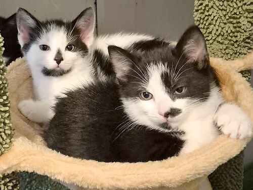 Ziggy & Ghost,  mixed breed for adoption at Last Chance Animal Rescue, Edenbridge
